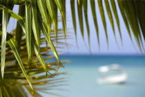 Coconut palm tree leaves on Morne Rouge Beach known locally as BBC Beach with a motor boat in the turqoise sea beyondBeaches Resort Sand Sandy Scenic Seaside Shore Tourism West Indies Caribbean Grena...
