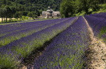 Abbaye Notre Dame de Senanque.  View towards monastery in  tree lined valley over field of lavender in foreground.European French Western Europe Religious Religion Farming Agraian Agricultural Growin...
