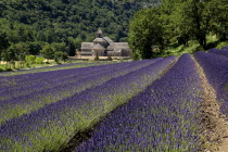 Abbaye Notre Dame de Senanque.  View towards monastery in tree lined valley over field of lavender in the foreground.European French Western Europe Religious Religion Farming Agraian Agricultural Gro...