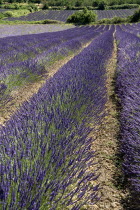 Fields of lavender near village of Auribeau.crop scent scented fragrant fragrance flower flowering herb European French Western Europe Agriculture Color Farm Colour Farming Agraian Agricultural Growi...