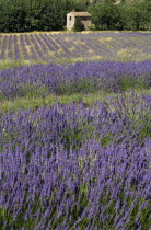 Stone barn with tiled roof in field of lavender near village of Auribeau.crop scent scented fragrant fragrance flower flowering herb  European French Western Europe Agriculture Color Farm Colour Farm...