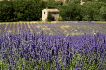 Stone barn with tiled roof in lavender field near village of Auribeau.Crop scent scented fragrant fragrance flower flowering herb European French Western Europe Agriculture Color Farm Colour Farming...