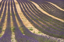 Sweeping patterns of lavender rows in field in major growing area near town of Valensole.crop scent scented fragrant fragrance flower flowering herb  European French Western Europe Agriculture Color...