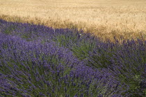 Plateau de Valensole.  Rows of lavender growing beside field of ripening barley.crop scent scented fragrant fragrance flower flowering herb arable corn cereal European French Western Europe Agricultu...