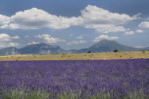 Plateau de Valensole.  Field of lavender with harvested stubble field dotted with straw bales beyond and distant mountain backdrop.  Drifts of thick white cloud in blue sky above.crop scent scented f...