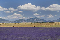 Plateau de Valensole.  Field of lavender in foreground with harvested stubble field dotted with straw bales behind and distant mountain backdrop.  Drifting white clouds in blue sky above.crop scent s...