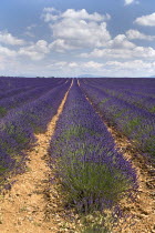 Plateau de Valensole.  Close view of rows of lavender extending to horizon with white cloudscape in blue sky above.crop scent scented fragrant fragrance flower flowering herb European French Western...