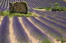 Ruins of stone barn or house standing in field of lavender near Valensole.crop scent scented fragrant fragrance flower flowering herb European French Western Europe Agriculture Color Farm Colour Farm...