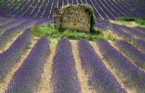 Ruins of stone barn or house standing in field of lavender near Valensole.crop scent scented fragrant fragrance flower flowering herb European French Western Europe Agriculture Color Farm Colour Farm...