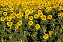 Field of sunflowers near village of Rognes.crop flower flowering European French Western Europe Color Colour Farming Agraian Agricultural Growing Husbandry  Land Producing Raising