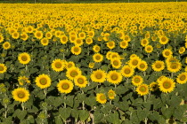 Field of sunflowers in early morning light near village of Rognes.crop flower flowering European French Western Europe Color Colour Farming Agraian Agricultural Growing Husbandry  Land Producing Rais...