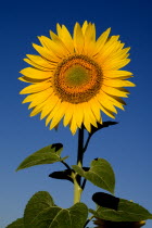 Single sunflower against blue sky growing in field near village of Rognes.crop flower flowering European French Western Europe Color Colour Farming Agraian Agricultural Growing Husbandry  Land Produc...