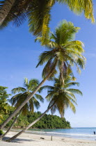 Coconut palm trees on the shore of La Sagesse Beach with people in the water and on the beachScenic West Indies Beaches Caribbean Grenadian Greneda Holidaymakers Resort Sand Sandy Seaside Sunbather T...