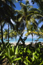 Tamarind Beach with tourists on the sand and boats at anchor seen through coconut palm treesScenic West Indies Beaches Caribbean Holidaymakers Resort Sandy Seaside Shore Sunbather Tourism Travel Wind...