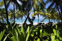 Tamarind Beach with tourists on the sand and boats at anchor seen through coconut palm treesScenic West Indies Beaches Caribbean Holidaymakers Resort Sandy Seaside Shore Sunbather Tourism Travel Wind...