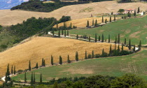 Val D Orcia Cypress trees lining a winding country road on a hill in the countrysideEuropean Italia Italian Southern Europe Toscana Tuscan Farming Agraian Agricultural Growing Husbandry  Land Produci...