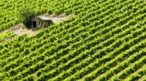 Val D Orcia Brunello wine vineyard on the slopes of the hilltown with a stone shed amongst the vinesEuropean Italia Italian Southern Europe Toscana Tuscan Farming Agraian Agricultural Growing Husband...