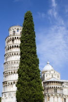 The Campo dei Miracoli or Field of Miracles.The Duomo Cathedral and The Leaning Tower or Torre Pendente belltower with tourists on the top level under a blue sky with a conifer pine tree in the foregr...