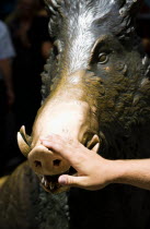 A hand touching the 17th century water fountain Il Porcellino in the Mercato Nuovo or New Market. A bronze copy of a Roman marble wild boar that is in the Uffizi. A superstition exists that if a visit...