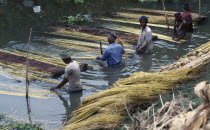 Workers preparing jute fibre in water.Asia Asian Bangladeshi Farming Agraian Agricultural Growing Husbandry  Land Producing Raising Fiber Asia Asian Bangladeshi Farming Agraian Agricultural Growing...