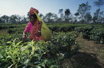 Female tea picker putting leaves in sack supported around her head.Asia Asian Bangladeshi Farming Agraian Agricultural Growing Husbandry  Land Producing Raising One individual Solo Lone Solitary Asi...