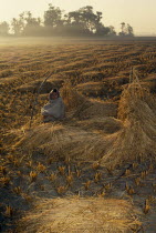 Child guarding harvested rice at dawn.Asia Asian Bangladeshi Children Farming Agraian Agricultural Growing Husbandry  Land Producing Raising Kids One individual Solo Lone Solitary Asia Asian Banglad...