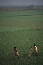 Two boys pulling weeding machine through paddy field.2 Asia Asian Bangladeshi Farming Agraian Agricultural Growing Husbandry  Land Producing Raising Kids Scenic 2 Asia Asian Bangladeshi Farming Agra...