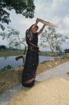 Young woman winnowing rice.Asia Asian Bangladeshi Farming Agraian Agricultural Growing Husbandry  Land Producing Raising Female Women Girl Lady Immature One individual Solo Lone Solitary Asia Asian...