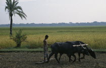 Farmer ploughing with pair of bullocks at dawn.Asia Asian Bangladeshi Farming Agraian Agricultural Growing Husbandry  Land Producing Raising One individual Solo Lone Solitary Scenic Asia Asian Bangl...