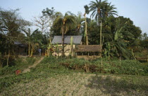 Family smallholding with thatched outbuildings and vegetable patch.rural farm Asia Asian Bangladeshi Farming Agraian Agricultural Growing Husbandry  Land Producing Raising Agriculture rural farm Asi...
