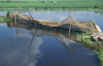 Fish farming.Agriculture Asia Asian Bangladeshi Farming Agraian Agricultural Growing Husbandry  Land Producing Raising Agriculture Asia Asian Bangladeshi Farming Agraian Agricultural Growing Husband...