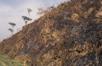 Slash and burn deforestation of hillside  cleared for agriculture.Asia Asian Bangladeshi Ecology Entorno Environmental Environnement Farming Agraian Agricultural Growing Husbandry  Land Producing Rai...