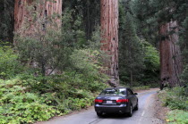 Car drivng along road past giant sequoia treesAutomobile Automotive Cars Motorcar North America United States of America American Automobiles Automvil Autos National Park Northern The Golden State...