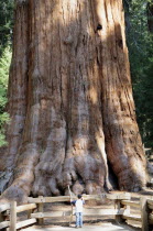 General Sherman Tree trunk with figure at baseBoot North America United States of America American National Park Northern The Golden State Boot North America United States of America American Nation...
