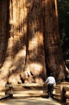General Sherman tree trunk with figure at baseBoot North America United States of America American National Park Northern The Golden State Boot North America United States of America American Nation...