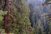 View into sequoia forestNorth America United States of America American National Park Northern The Golden State North America United States of America American National Park Northern The Golden State