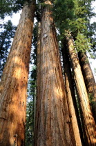 Looking up at the giant sequoia treesNorth America United States of America American National Park Northern The Golden State North America United States of America American National Park Northern Th...