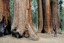 Sequoia tree trunks with figureNorth America United States of America American National Park Northern The Golden State North America United States of America American National Park Northern The Gold...
