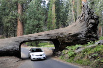 Car driving through Tunnel LogAutomobile Automotive Cars Motorcar North America United States of America American Automobiles Automvil Autos National Park Northern The Golden State Automobile Autom...