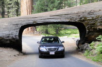 Car driving through Tunnel LogAutomobile Automotive Cars Motorcar North America United States of America American Automobiles Automvil Autos National Park Northern The Golden State Automobile Autom...