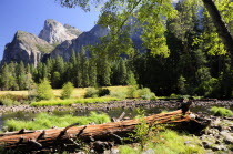 Valley floor with Merced river  Valley ViewNorth America United States of America American National Park Northern The Golden State North America United States of America American National Park North...