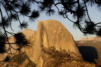 Half Dome at sunset with pine branch silhouetteNorth America United States of America American National Park Northern Solid Outline Shade Silhouetted Sundown Atmospheric The Golden State North Ameri...