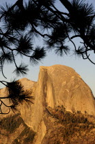Half Dome at sunset with pine branch silhouetteportrait North America United States of America American National Park Northern Solid Outline Shade Silhouetted Sundown Atmospheric The Golden State po...