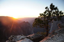 Sunset from Taft Point with pine treeNorth America United States of America American National Park Northern Sundown Atmospheric The Golden State North America United States of America American Natio...