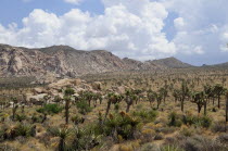 View of Covington Flats from Hidden Valley  Joshua Tree National ParkJTPS American Destination Destinations North America Northern United States of America Scenic The Golden State