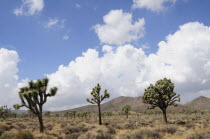 Joshua Trees  Joshua Tree National ParkJTPS American Destination Destinations North America Northern United States of America Scenic The Golden State