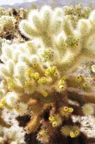 Cholla Cactus  Joshua Tree National ParkJTPS American Destination Destinations North America Northern United States of America Scenic The Golden State