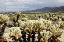 Cholla Cactus Garden  Joshua Tree National ParkJTPS American Destination Destinations North America Northern United States of America Gardens Plants Scenic The Golden State