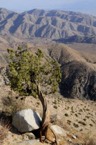 Twisted tree & mountain view from Keys View  Joshua Tree National ParkJTPS American Destination Destinations North America Northern United States of America Scenic The Golden State