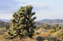 Joshua Tree & views  Joshua Tree National ParkJTPS American Destination Destinations North America Northern United States of America Scenic The Golden State